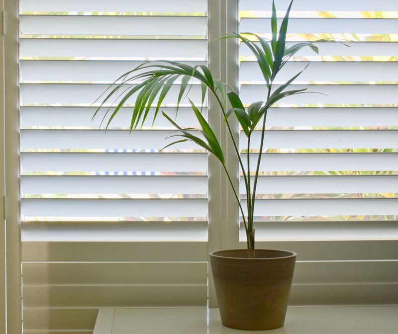 A potted plant is sitting on a table in front of a window with shutters