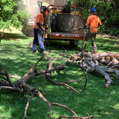 tree removal in progress