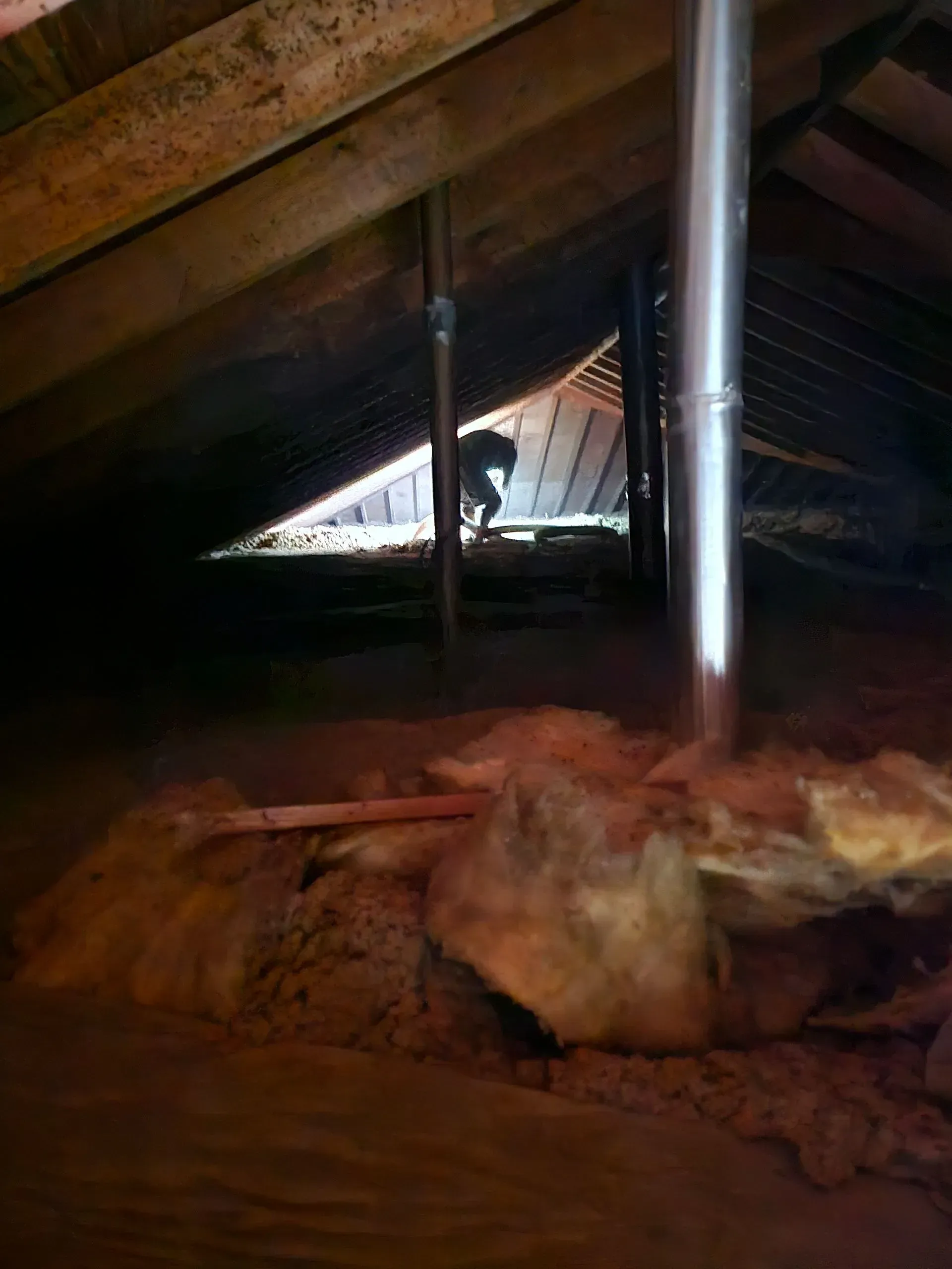 A cat is looking out of a window in an attic.