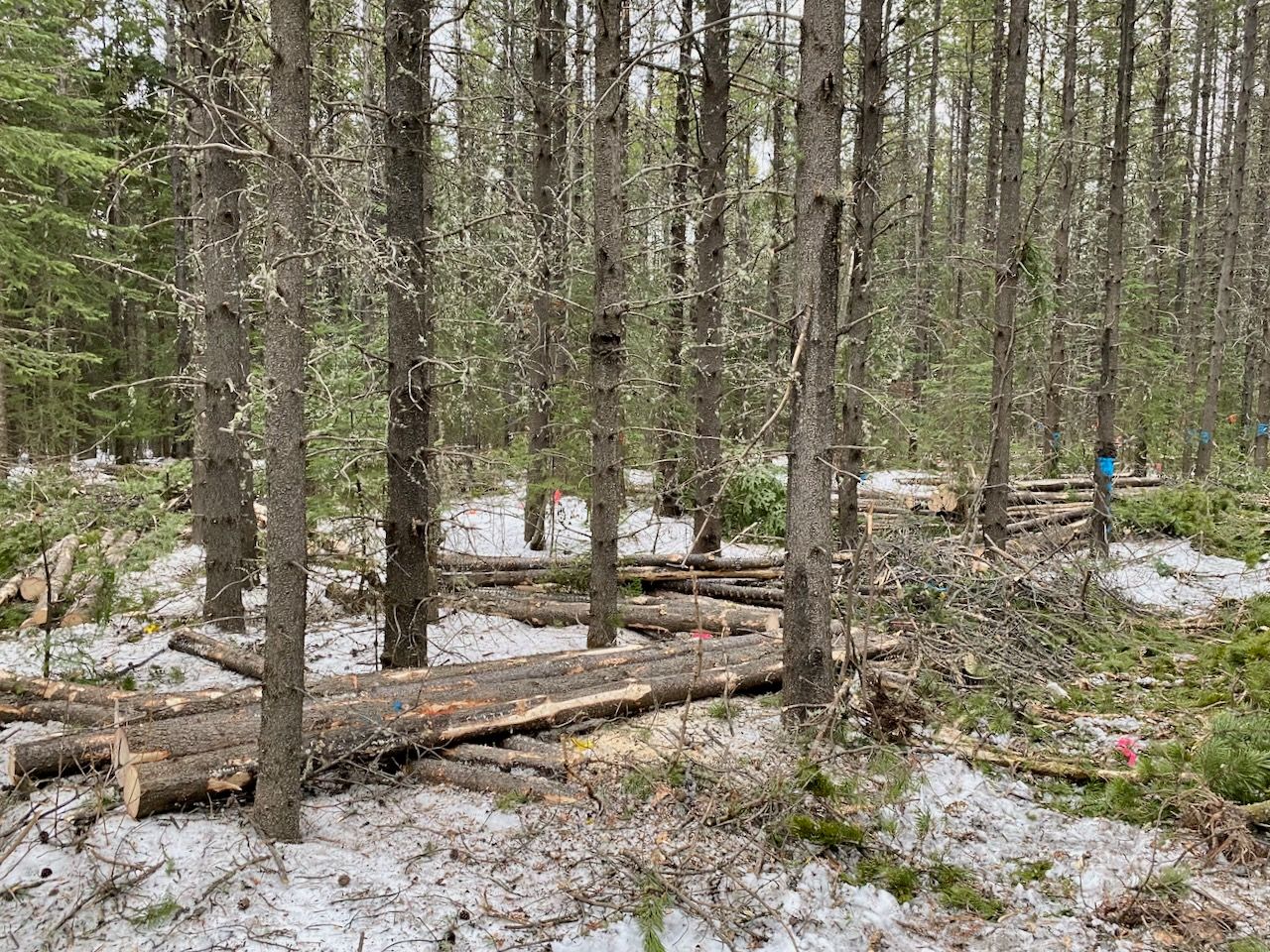 Short logs in a stand after commercial thinning before the logs are removed