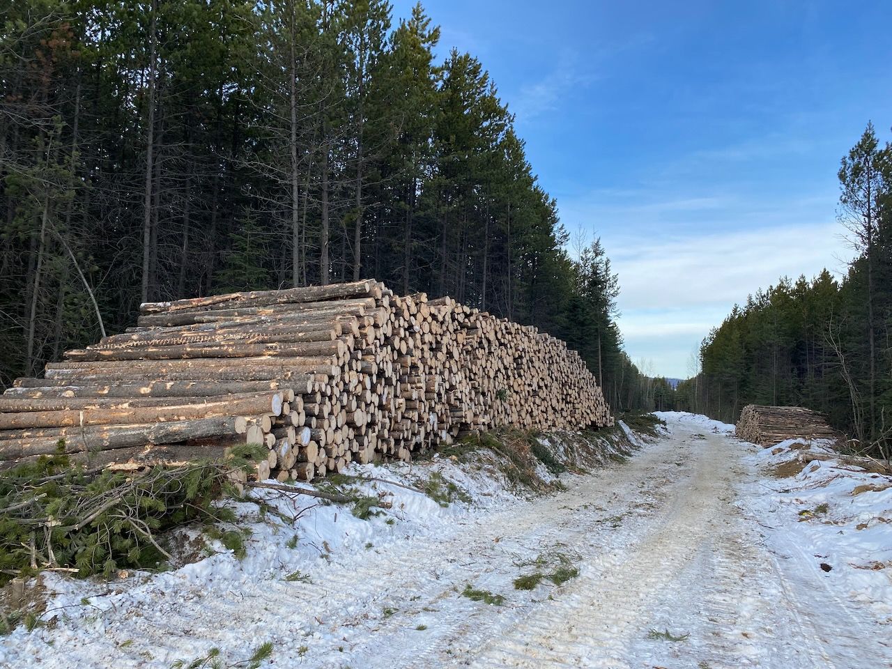 Pile of logs from a conifer forest in Alberta