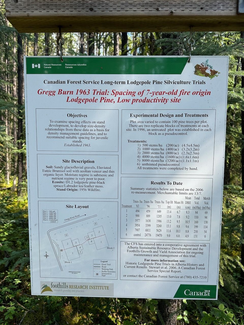 Interpretive sign at long-term forestry research trial in a pine stand