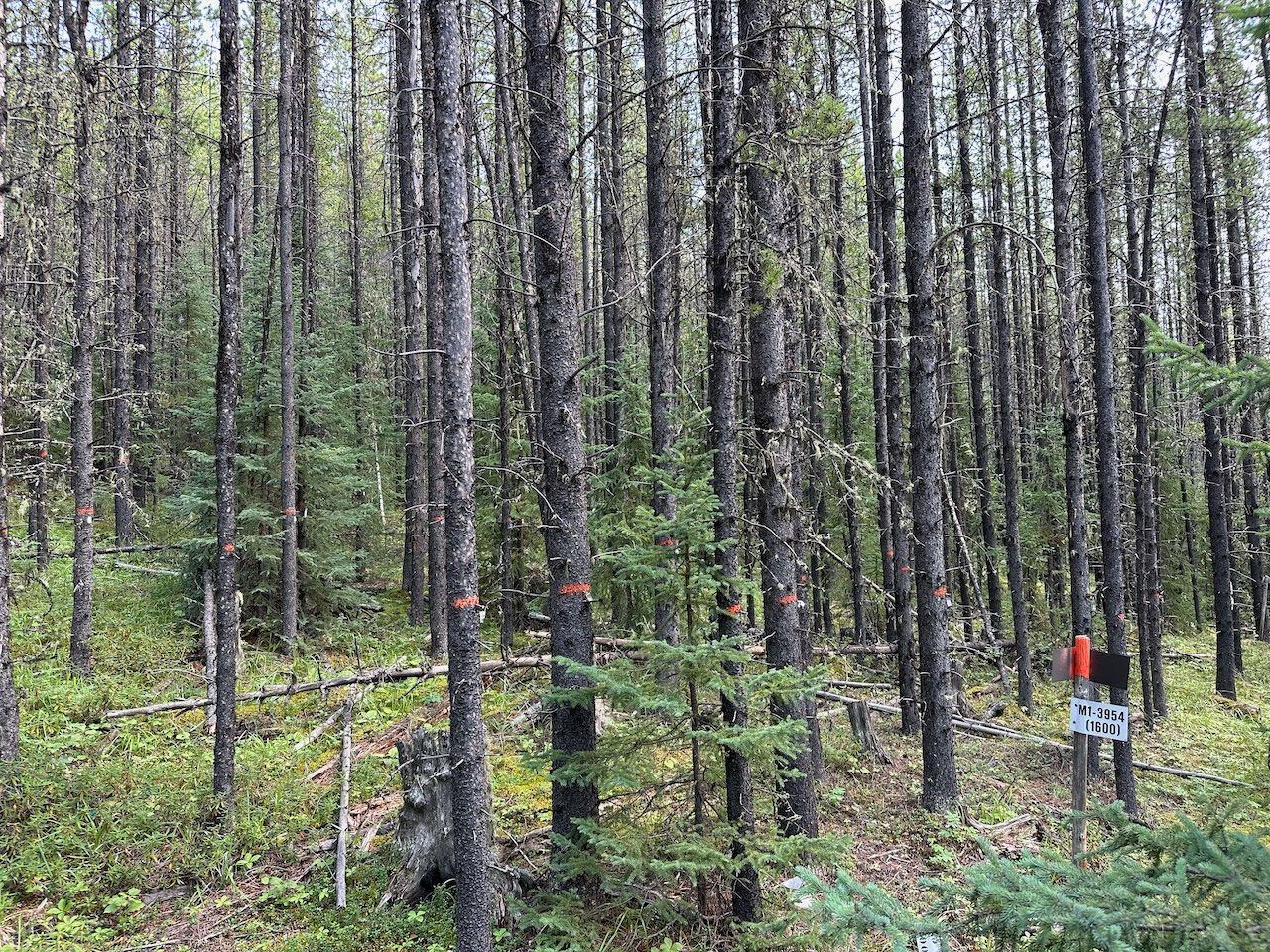 Trees in a forest inventory plot with paint marking the point of measurement