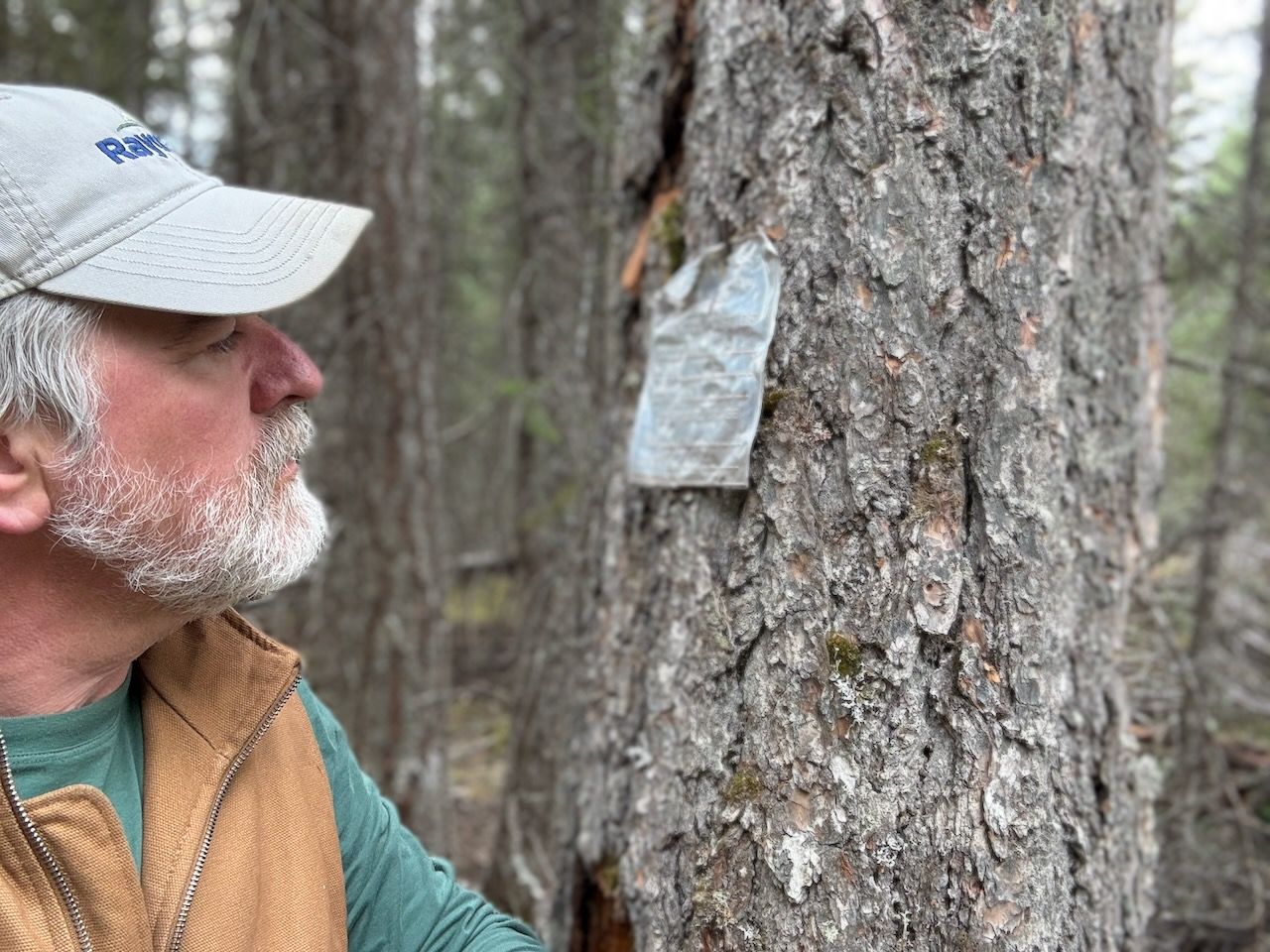 Robert Froese looking at an old forest plot centre tag