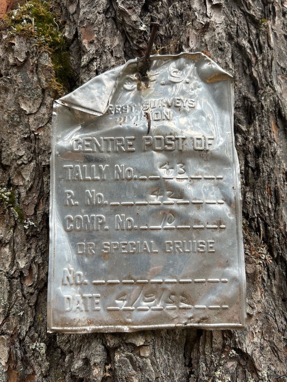 Aluminum tag from old forestry plot from 1950s
