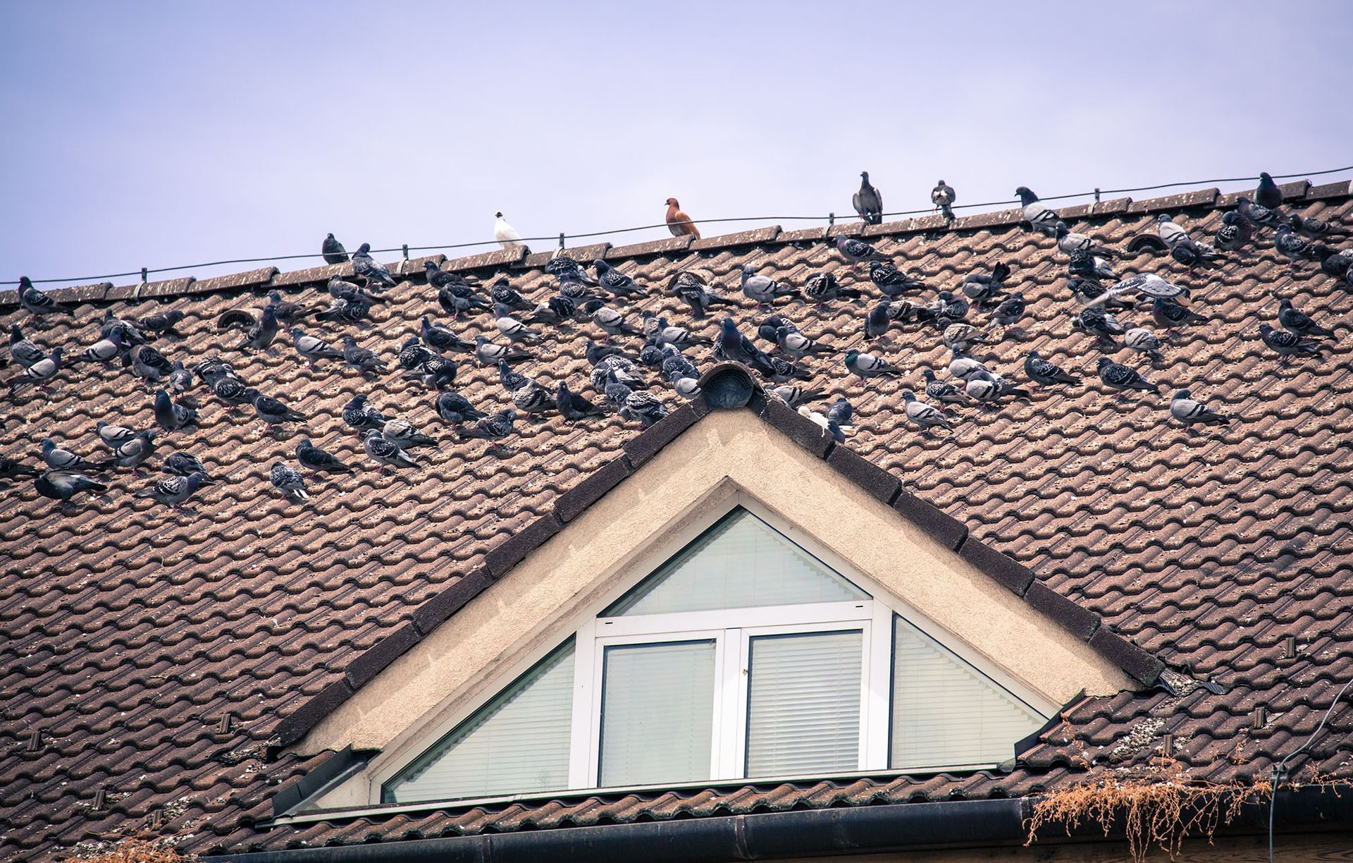 RETI E DISSUASORI ANTIVOLATILI