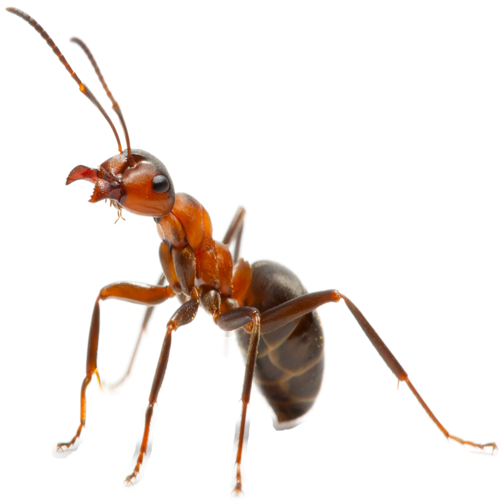 Ant — Maxwell, CA — Maximum Pest Control