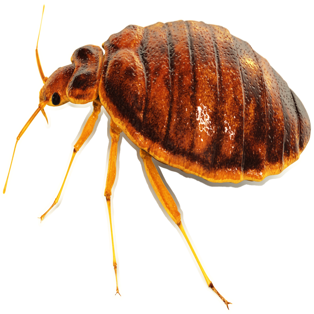 Bed Bugs — Maxwell, CA — Maximum Pest Control