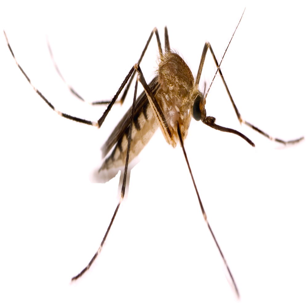 Mosquito — Maxwell, CA — Maximum Pest Control