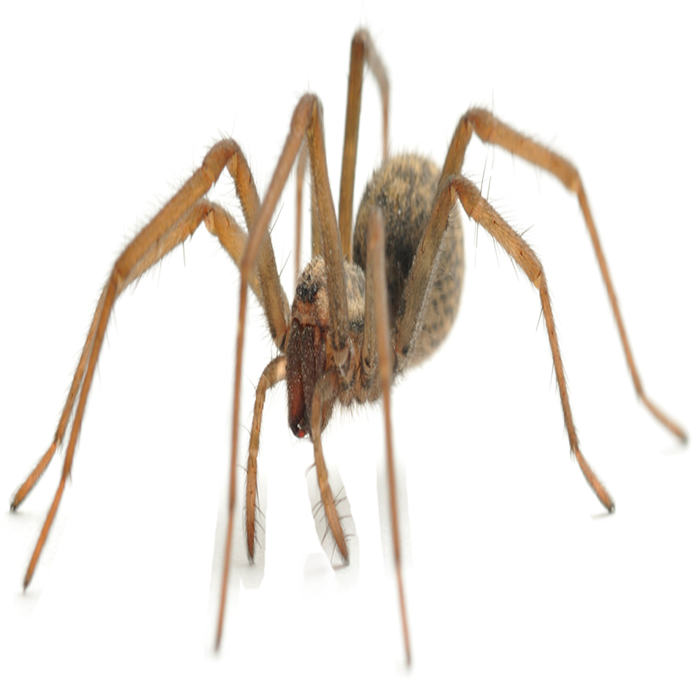 Spider — Maxwell, CA — Maximum Pest Control