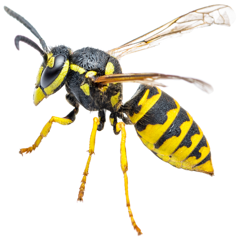 Wasps — Maxwell, CA — Maximum Pest Control