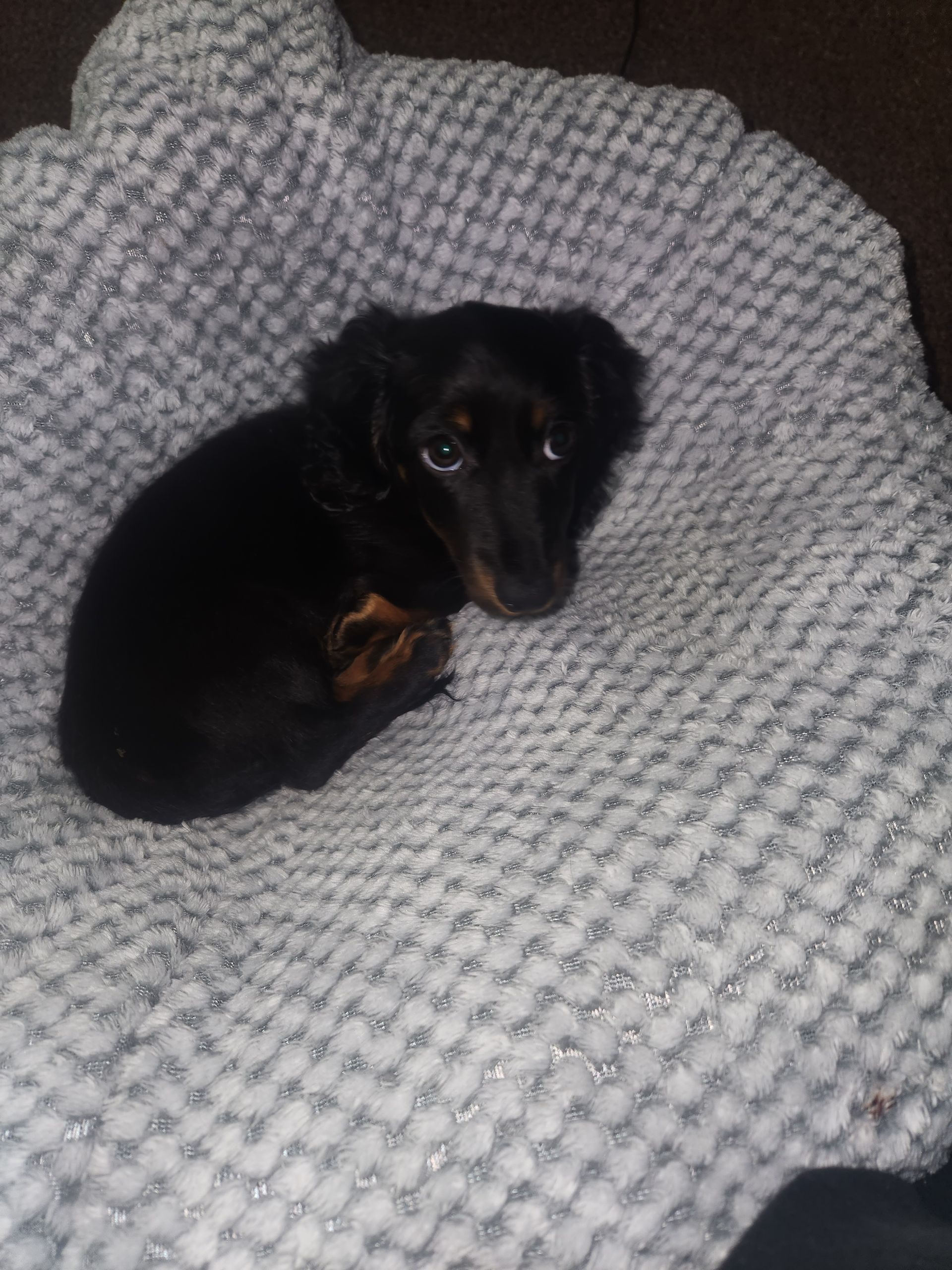 Black Dachshund curled up on a gray fuzzy blanket, looking at the camera with big eyes.