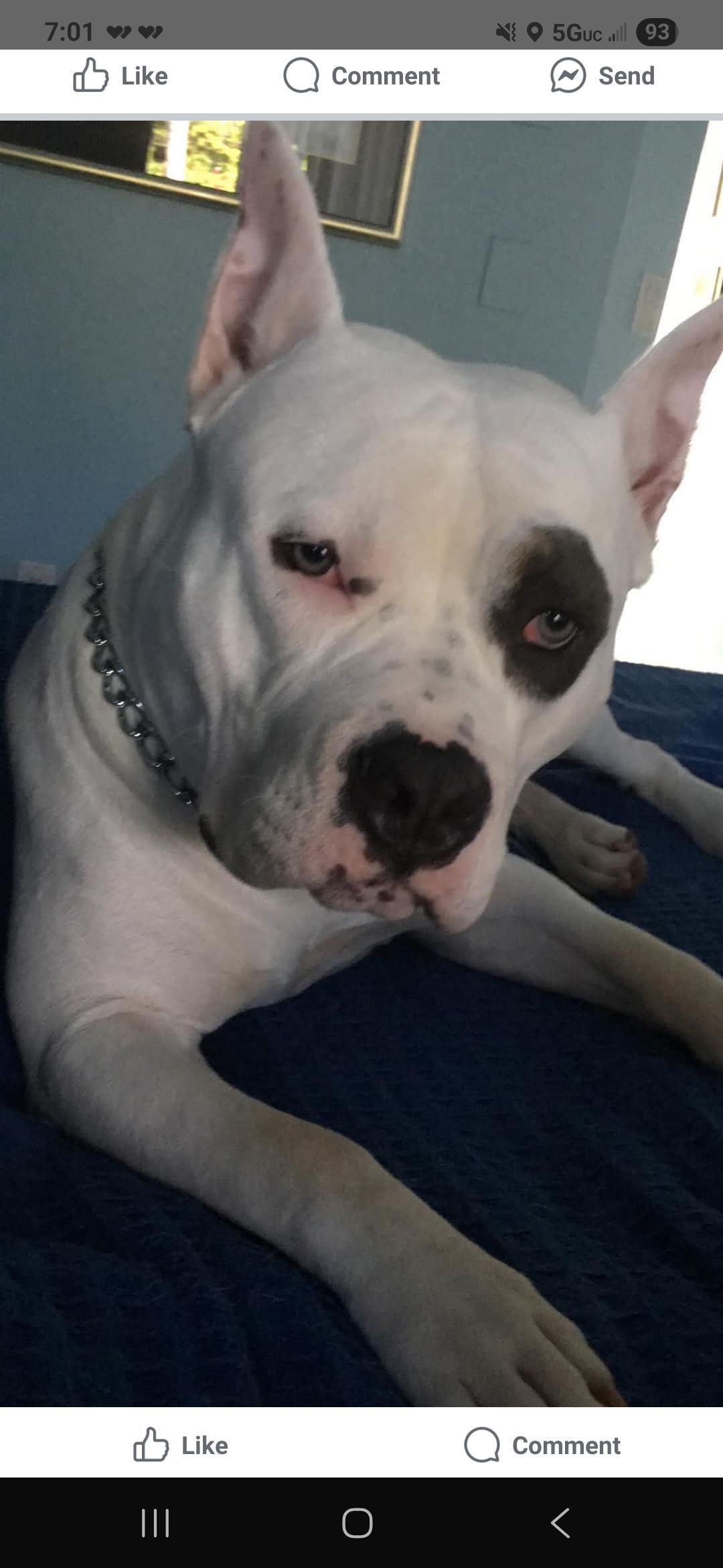 White dog with black spot over its eye wearing a silver collar on blue blanket.