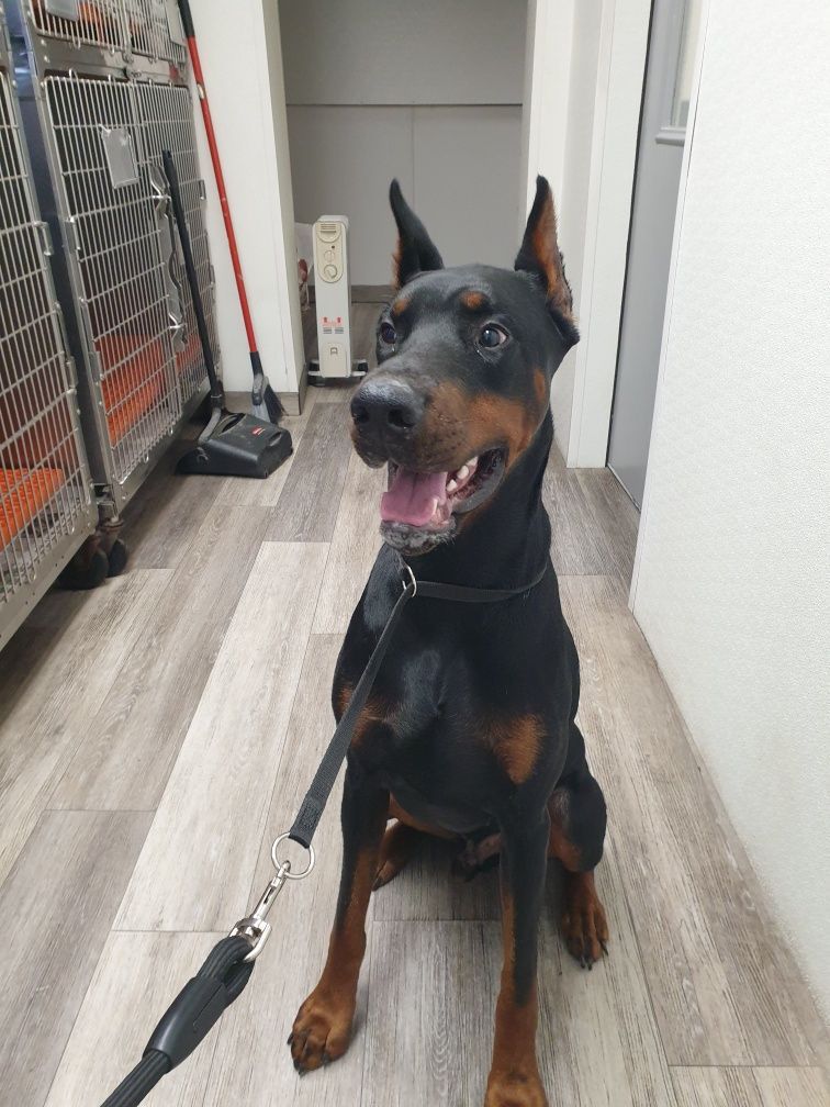 Black and tan Doberman pinscher sitting and panting in a hallway, looking up.