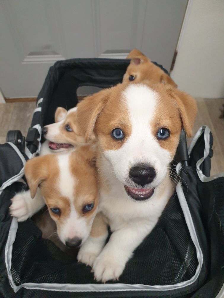 Four tan and white puppies with blue eyes in a black carrier, looking at the camera.