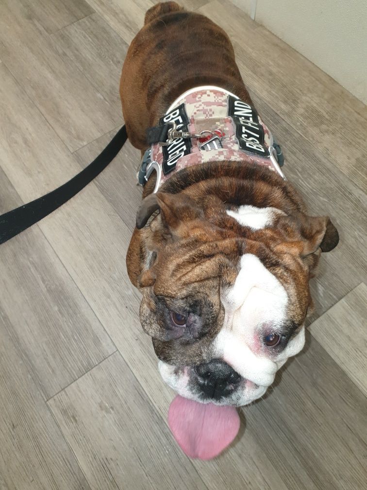English bulldog with a service dog vest, panting, on a wooden floor.