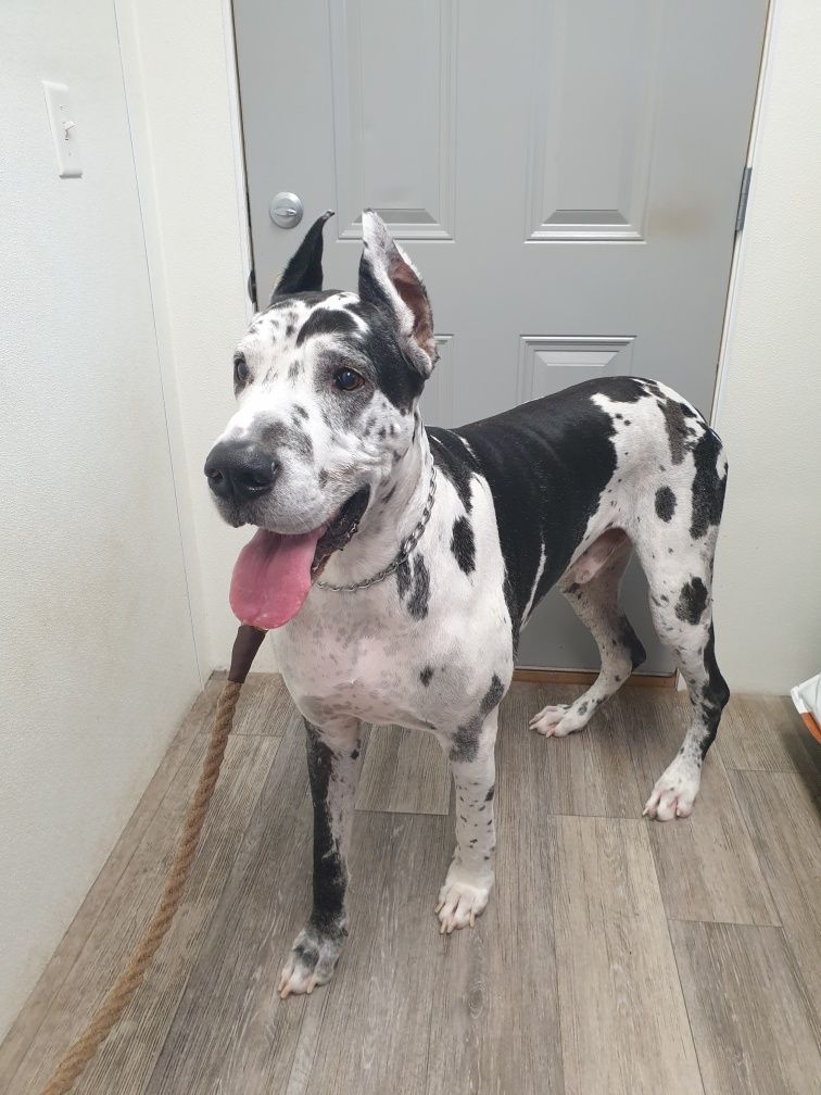 Harlequin Great Dane dog stands near a door, panting with tongue out. Black and white spotted coat.