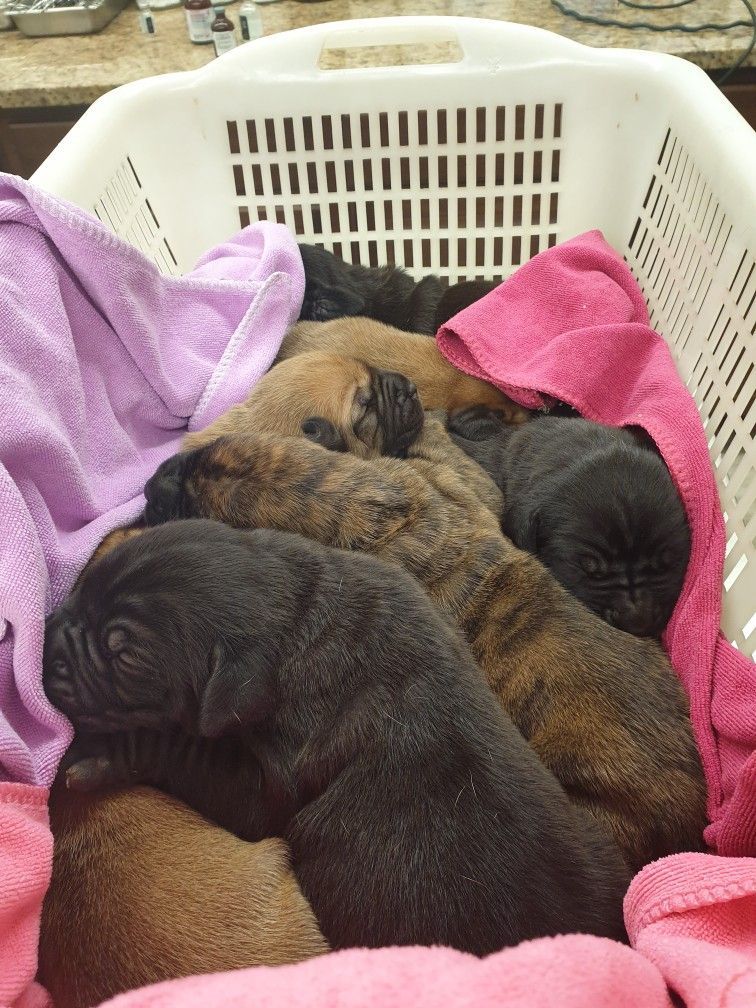 Puppy pile: Black, brown, and brindle puppies nestled in a laundry basket with pink and purple towels.