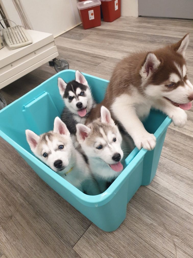 Four husky puppies in a turquoise bin. They are various colors with pink tongues out.