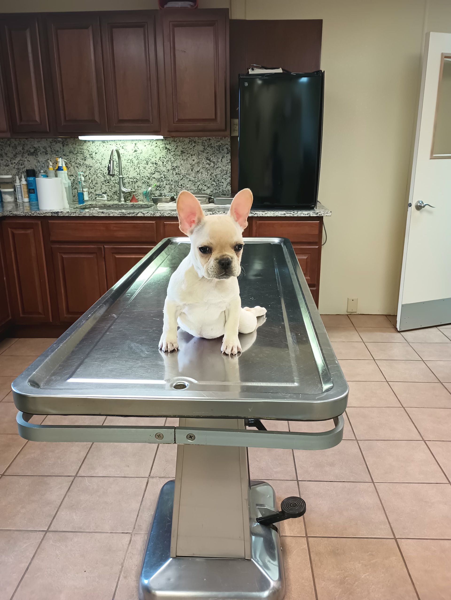 French Bulldog puppy sits on a stainless steel examination table in a veterinarian's office.