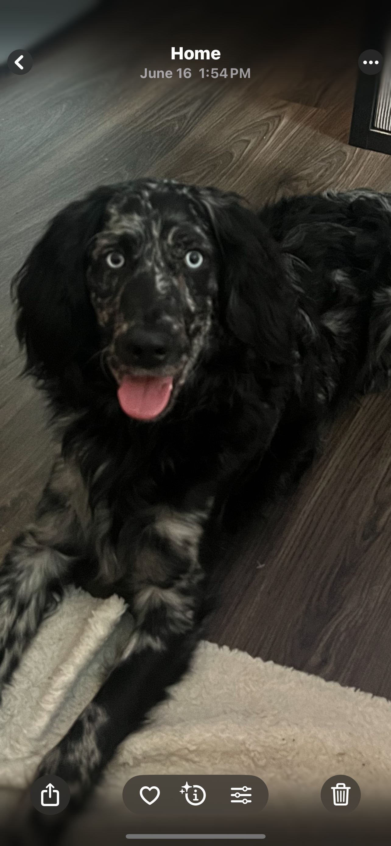 Dog with blue eyes and black and gray speckled fur lying on a rug with its tongue out.