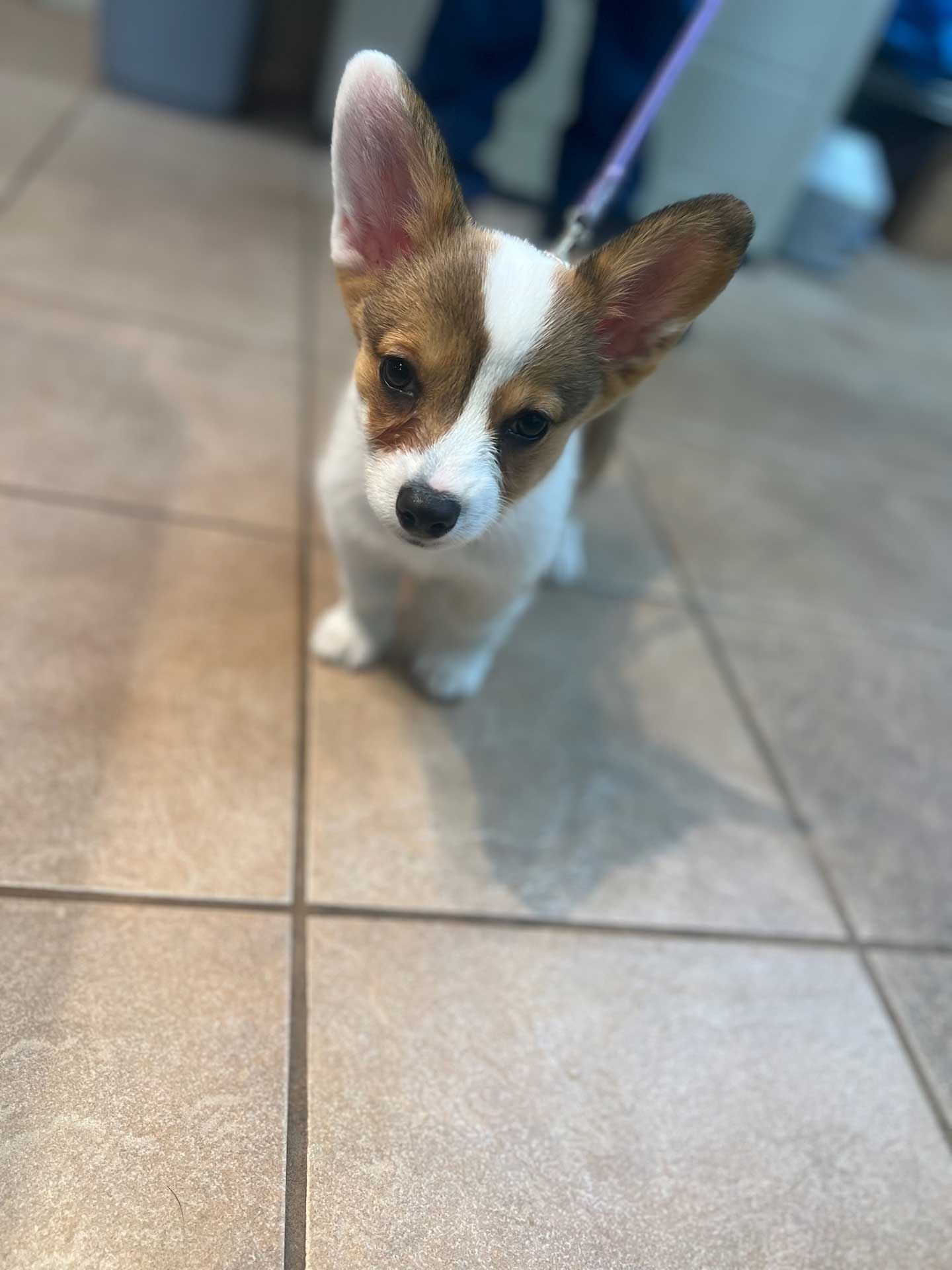 A tri-color Pembroke Welsh Corgi puppy looks at the camera with a curious expression; on a tiled floor.