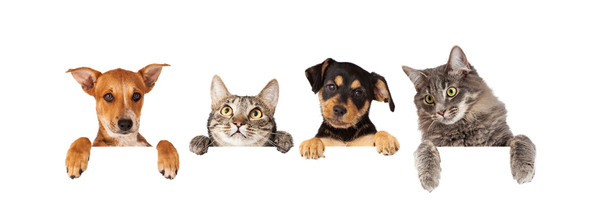 Four pets, two dogs and two cats, peering over a blank white surface.