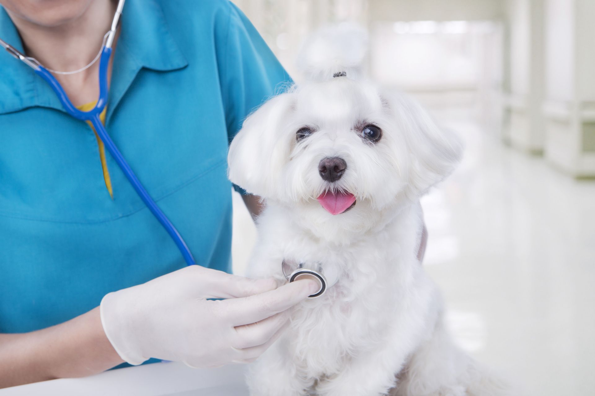 veterinarian woman in blue medical uniform examines with stethoscope small cute white Maltese puppy
