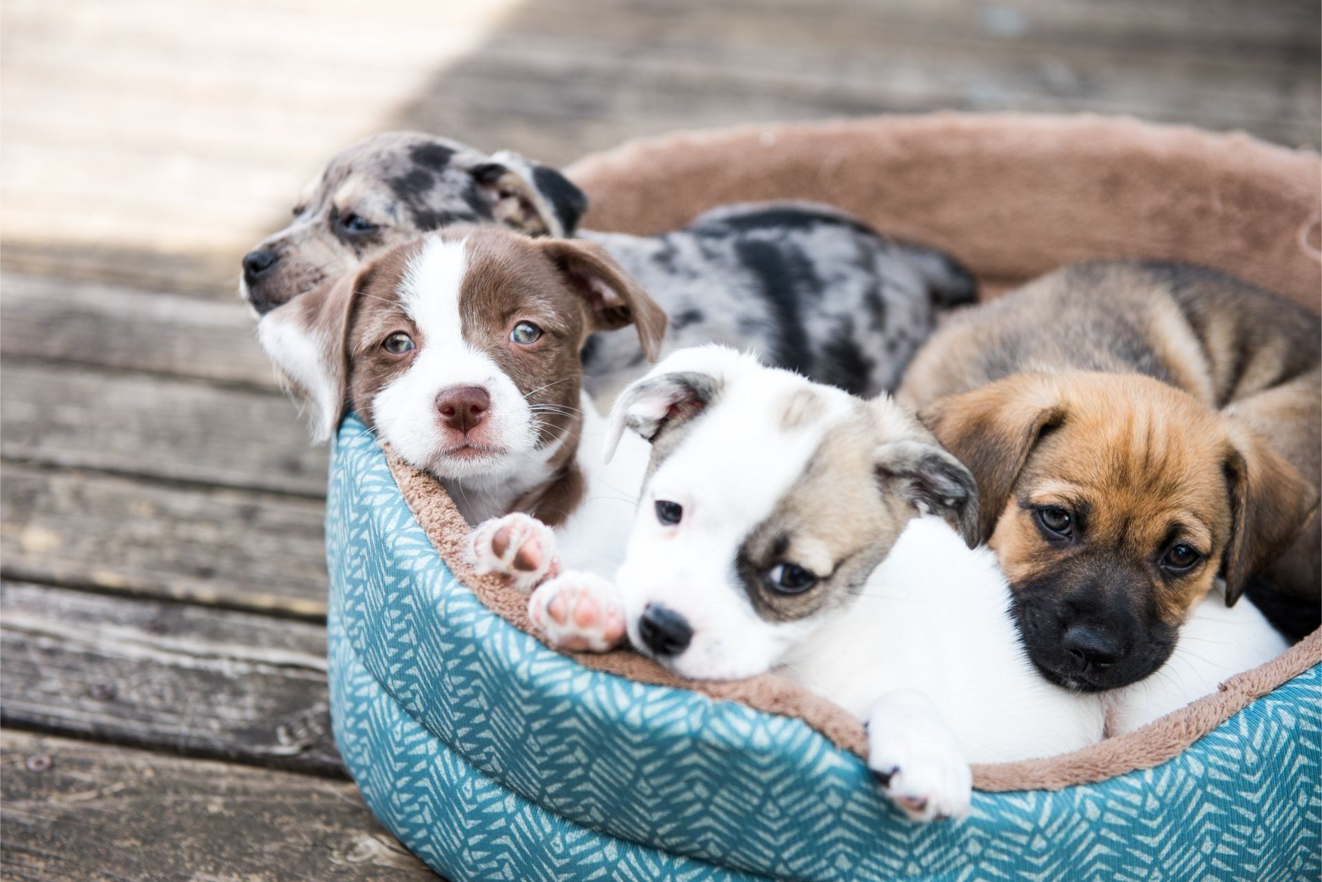 Litter of Terrier Mix Puppies Playing in Dog Bed Outside on Wooden Deck
