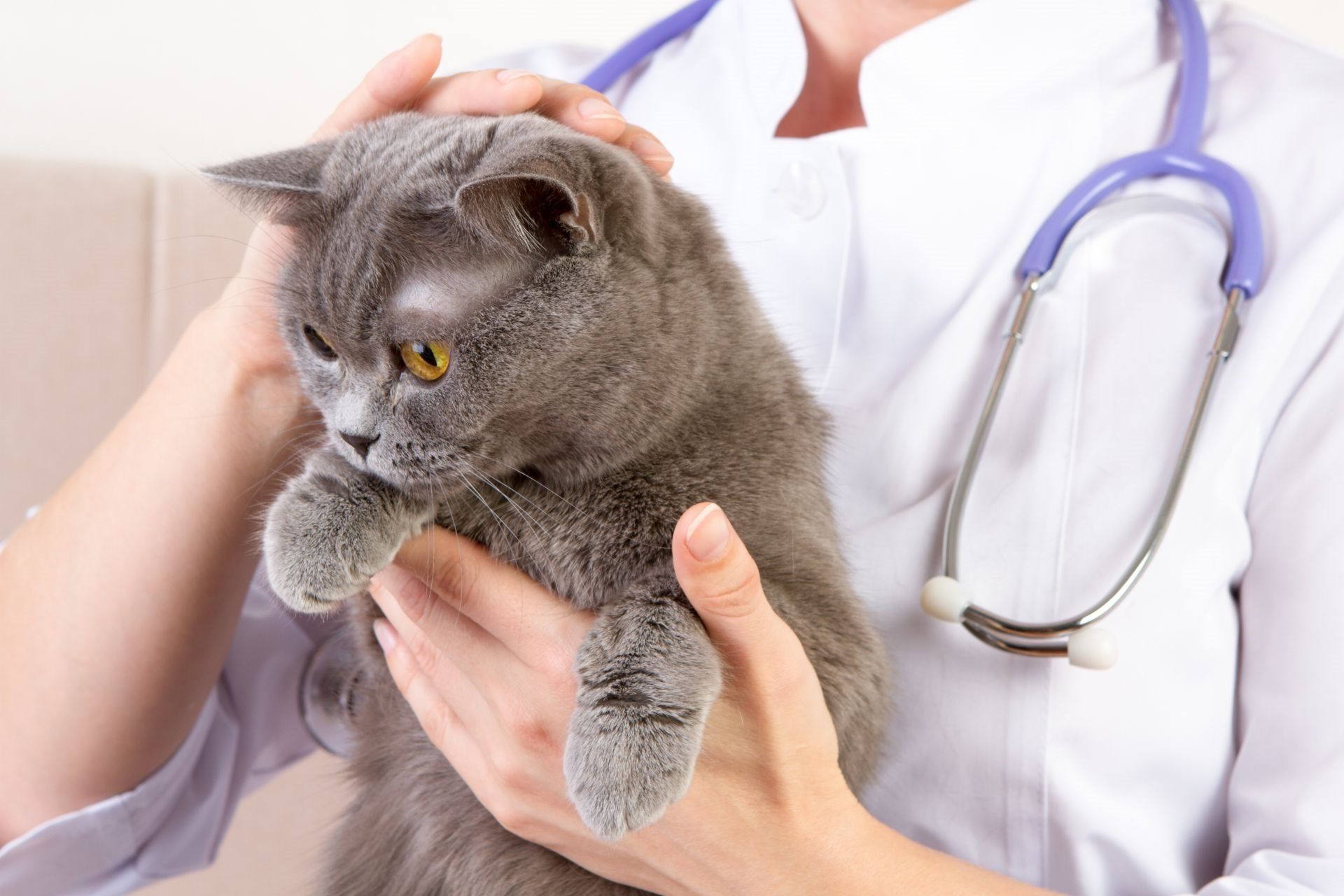 The doctor white coat with stetoscope holding a cat