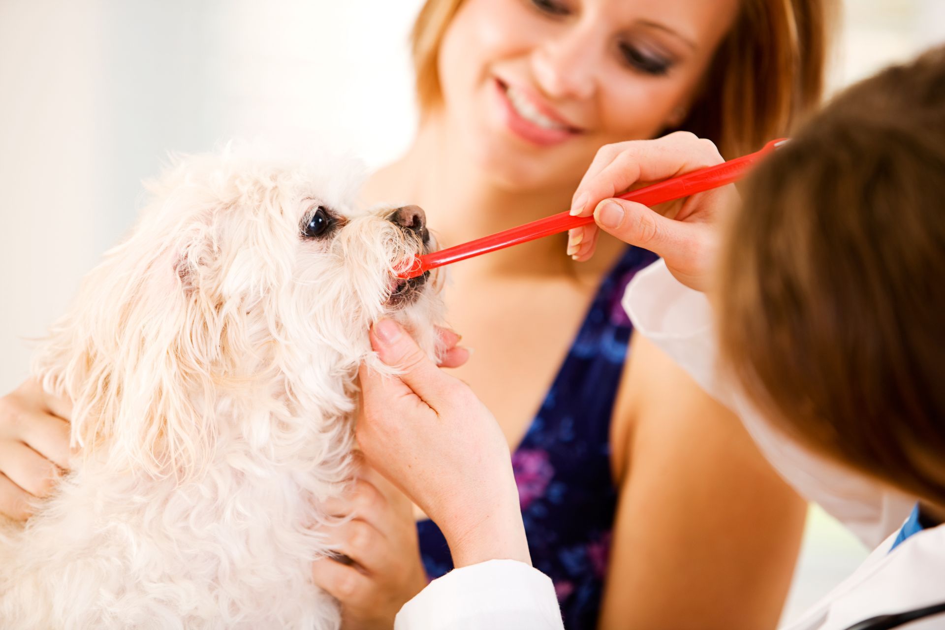 Veterinarian: Vet Shows Owner How To Brush Dog's Teeth