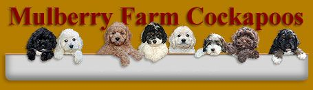 A row of eight cockapoo puppies of various colors peeking over a white ledge with the words 