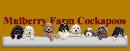 Mulberry Farm Cockapoos: Eight Cockapoo puppies of various colors resting on a white ledge against a gold background.
