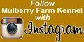 Image encouraging followers to follow Mulberry Farm Kennel on Instagram; features Instagram logo and text on golden background.