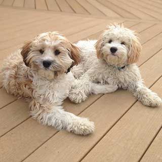 Two fluffy, light-colored dogs with brown ears, laying on a wooden deck, looking at the camera.