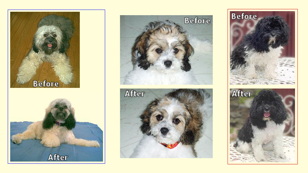 Side-by-side photos of dogs before and after grooming. One dog gray, two dogs black & white, one brown & white.