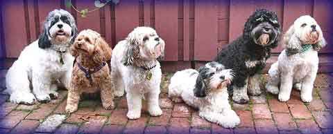 Seven fluffy dogs of various colors sitting on a brick surface in front of a wooden fence.