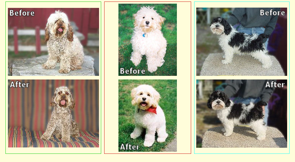 Grooming before and after photos of three different dogs. Each dog has a shorter, cleaned-up appearance after grooming.
