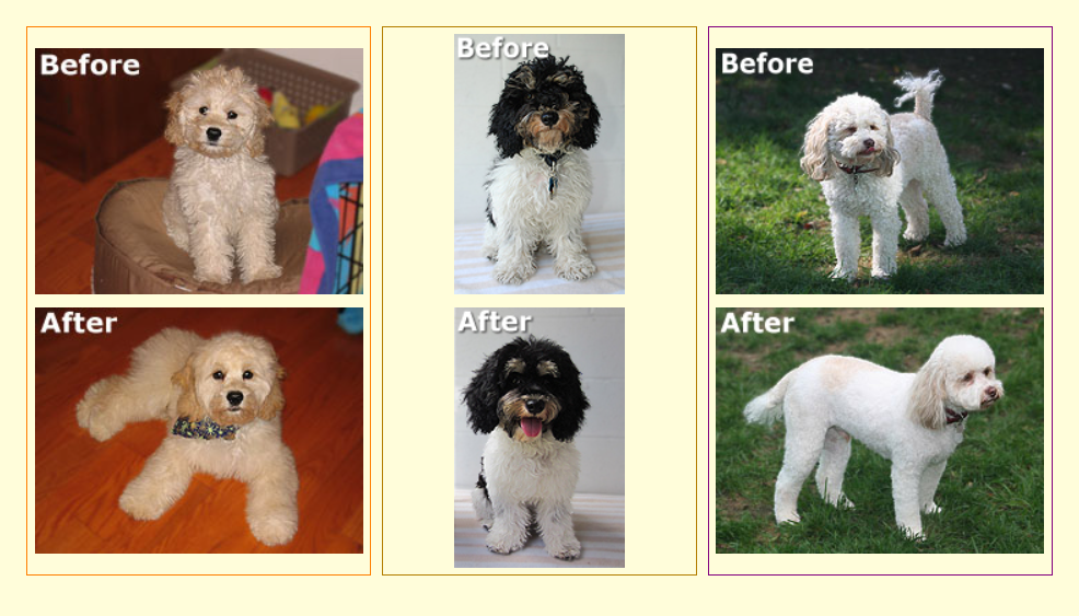 Before and after grooming of three different fluffy dogs.