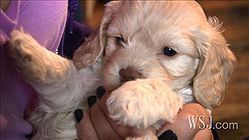 A person holds a light-colored puppy with floppy ears, sniffing its paw.