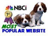 NBCi logo with two Cavalier King Charles Spaniel dogs and 