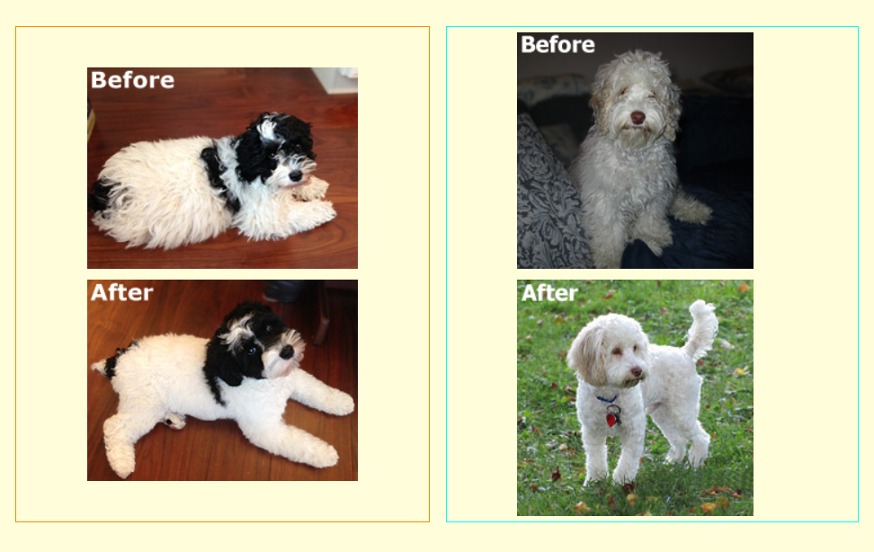 Two dogs, before and after grooming; one black and white, one white, both outdoors.