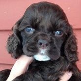 Brown Cocker Spaniel puppy with blue eyes, held in a hand, looking forward.
