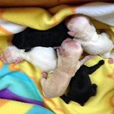 Newborn puppies nestled in a yellow blanket; two black, three white, one tan.