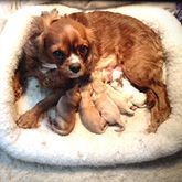 Mother Cavalier King Charles Spaniel with puppies nursing in a white bed.