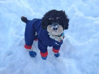 Black dog in a blue snowsuit with red accents, standing in the snow.