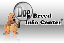 Cartoon dog holding magnifying glass over 