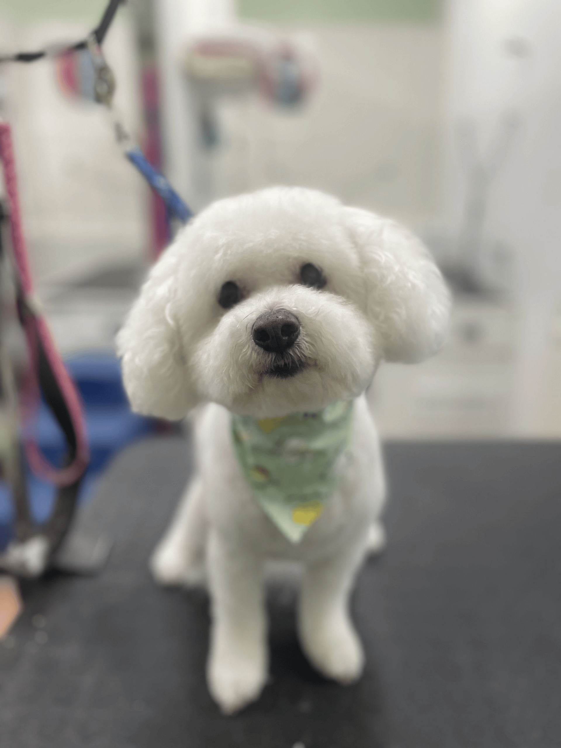 White Bichon Frise dog with a green bandana, freshly groomed, sitting on a table.