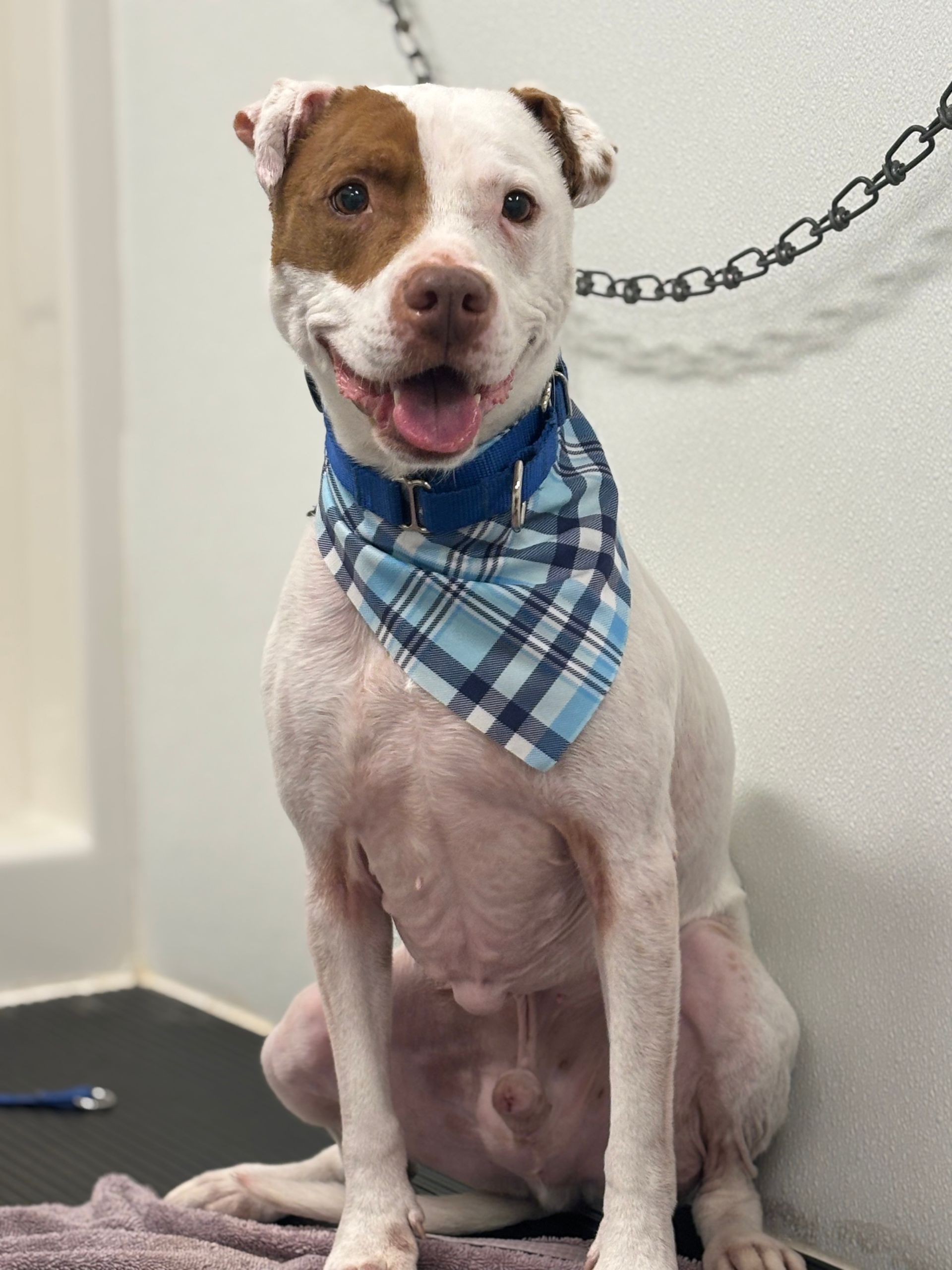 White dog with brown eye patch and plaid bandana smiles, sitting indoors.
