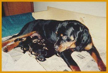 Rottweiler dog with puppies, lying on newspaper; black and tan fur; indoor setting.